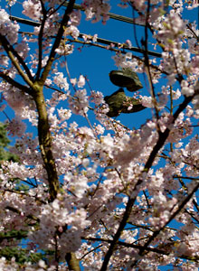 Shoes hanging above Cherry Blossom