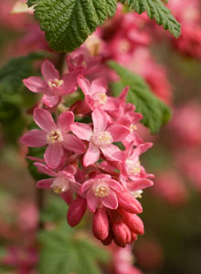Wildflowers in Kitsilano