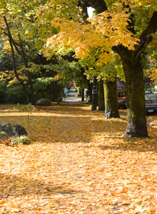 Autumn trees in Kitsilano