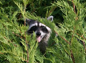 Raccoons in Vancouver