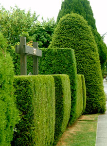 Hedgerow in Kitsilano