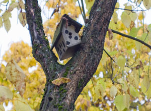 Bird houses in trees in Kitsilano