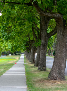 Catalpa trees in Kitsilano
