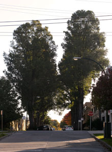 Smooth-leaved Elm in Kitsilano
