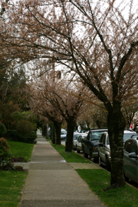 Cherry Blossom in Kitsilano