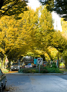European Hornbeam on Trafalgar, Kitsilano