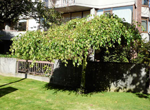Weeping Birch, Kitsilano, Vancouver