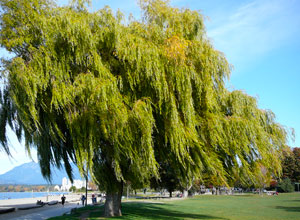 Weeping Willow at Kitsilano Beach