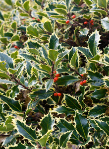 English Holly in Tatlow Park, Kitsilano