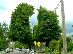 Pruned tree in Kitsilano, Vancouver