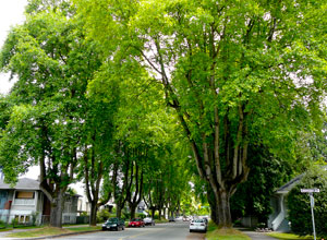 Tulip trees in 10th Avenue, Kitsilano