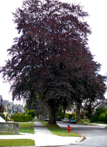 Copper Beech on 13th Ave Kitsilano