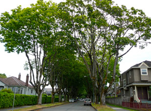 Maple trees in Kitsilano, Vancouver