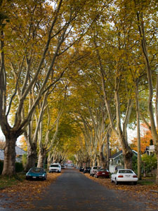 London Plane trees in Kitsilano