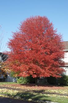 Autumn colour in Vancouver