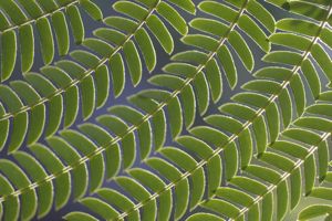 Mimosa tree in Vancouver