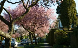Cherry Blosson Vancouver