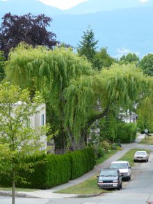 Great trees of Vancouver